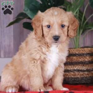 CHEETO, Miniature Golden Retriever Puppy